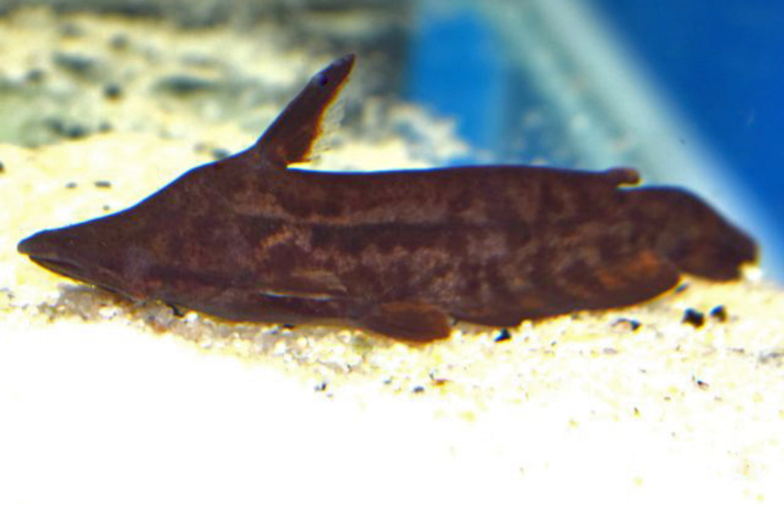 Tetranematichthys Wallacei L Meerval Wallacei