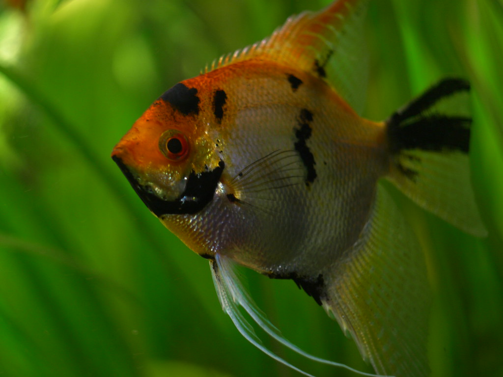 Pterophyllum scalare Maanvis Koi