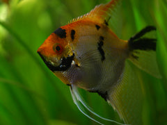 Pterophyllum scalare Maanvis Koi