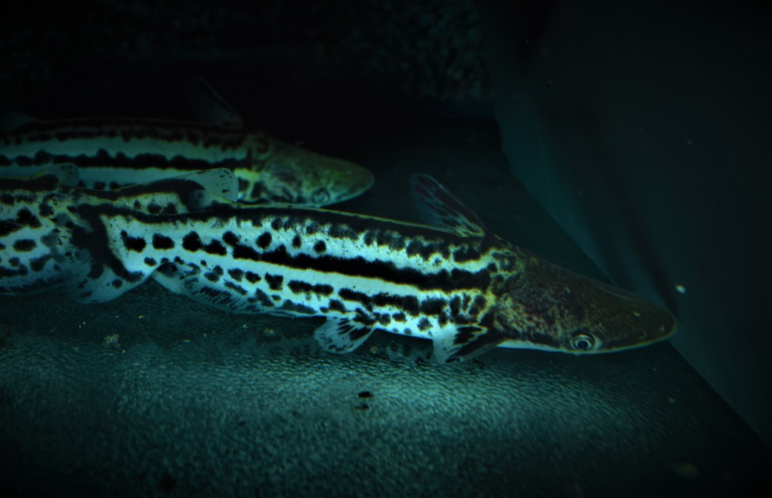Ageneiosus Magoi M Hellingkop Meerval