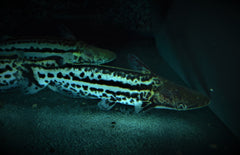 Ageneiosus Magoi M Hellingkop Meerval