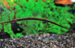 Microphis Aculeatus XL Buisvis Aculeatus