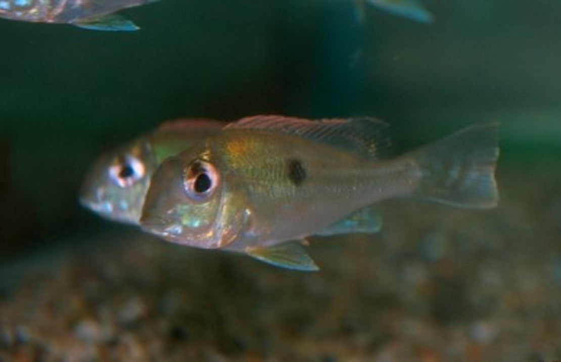 Geophagus Sveni S-M Aardeter Sveni