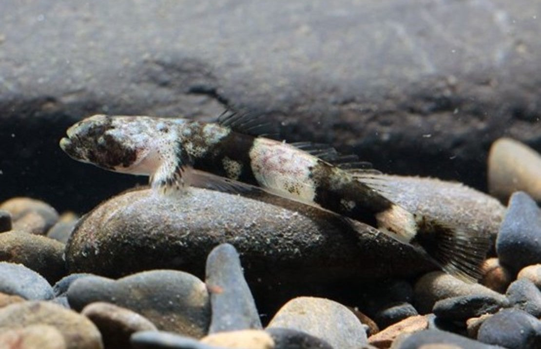 Schismatogobius Ampluvinculus Tijger Gobie