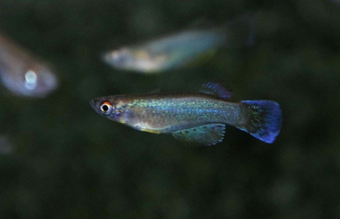 Procatopus Nototaenia Bidou L Lichtoogje Nototaenia Bidou