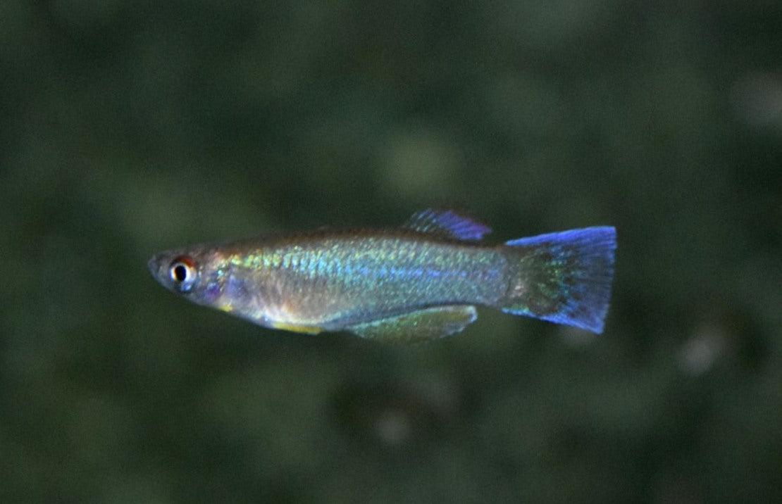 Procatopus Nototaenia Bidou L Lichtoogje Nototaenia Bidou