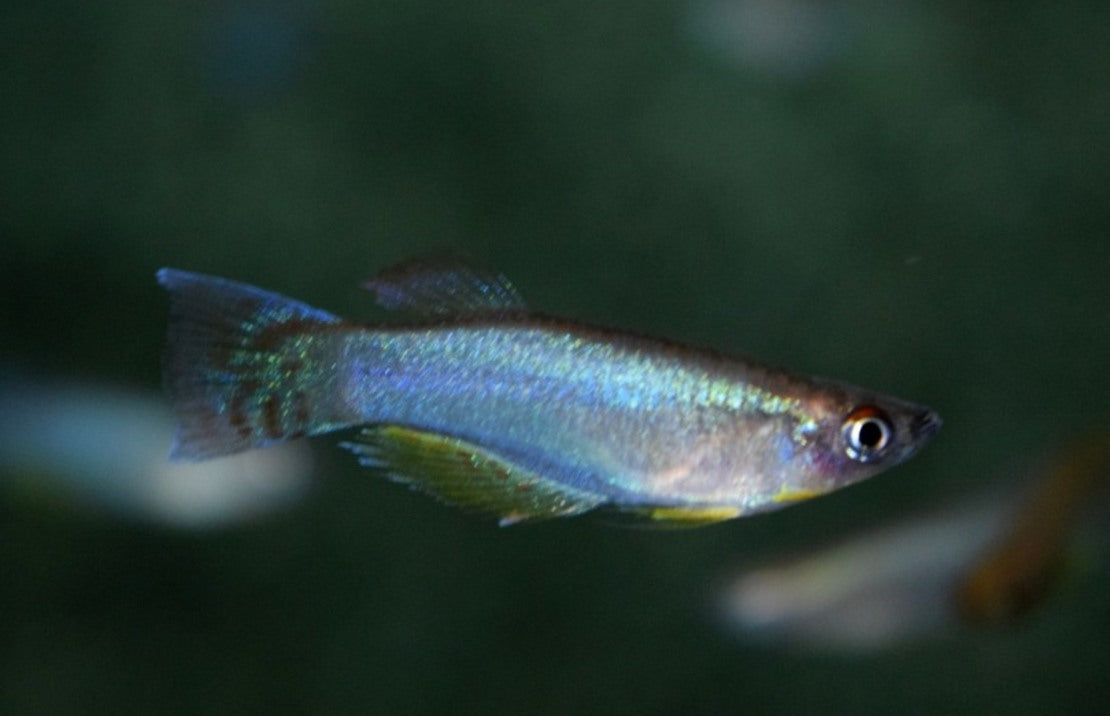 Procatopus Nototaenia Bidou L Lichtoogje Nototaenia Bidou