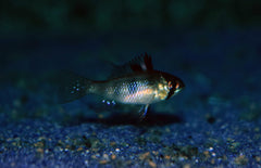 Mikrogeophagus Ramirezi Black S Antennebaarsje Zwart