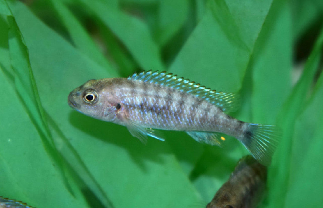 Pseudotropheus Perspicax M Malawi Cichlide Perspicax