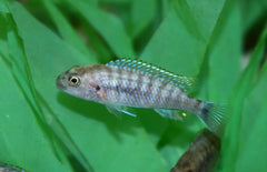Pseudotropheus Perspicax M Malawi Cichlide Perspicax