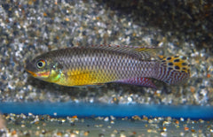 Pelvicachromis Kribensis Idenau M Kersenbuikcichlide Idenau