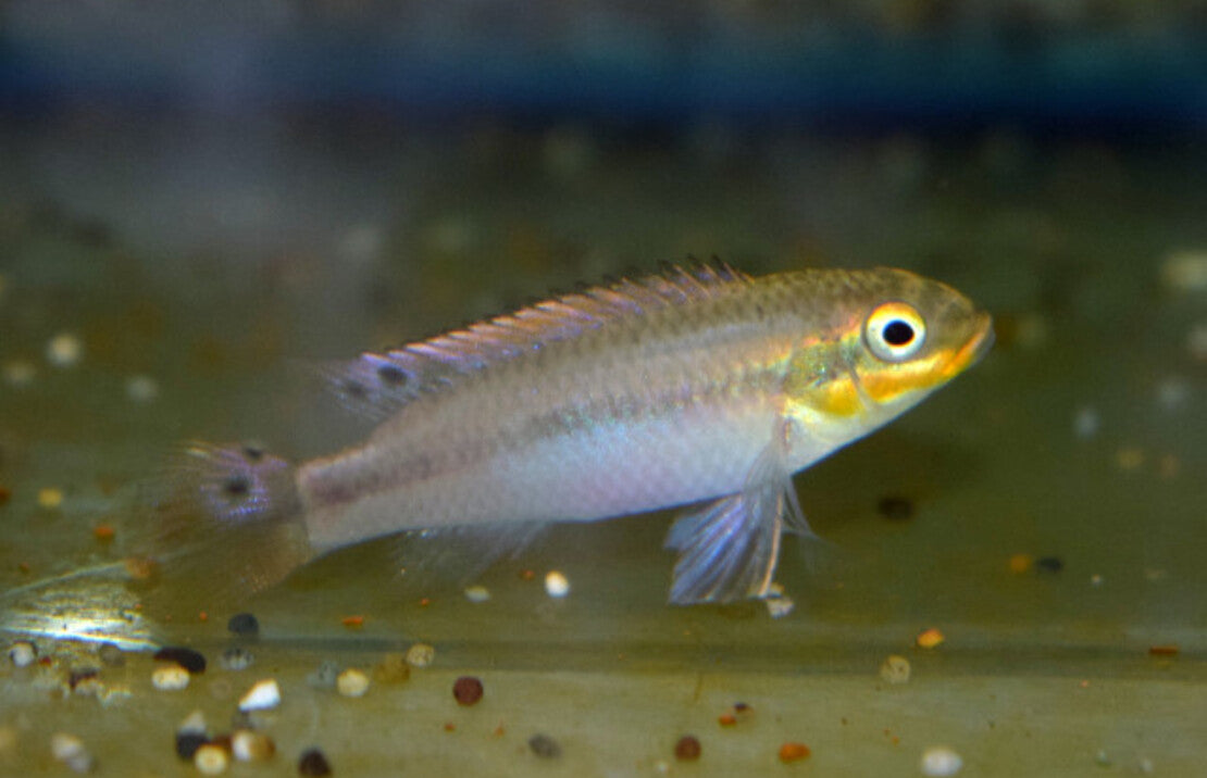 Pelvicachromis Kribensis Idenau M Kersenbuikcichlide Idenau