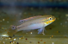 Pelvicachromis Kribensis Idenau M Kersenbuikcichlide Idenau