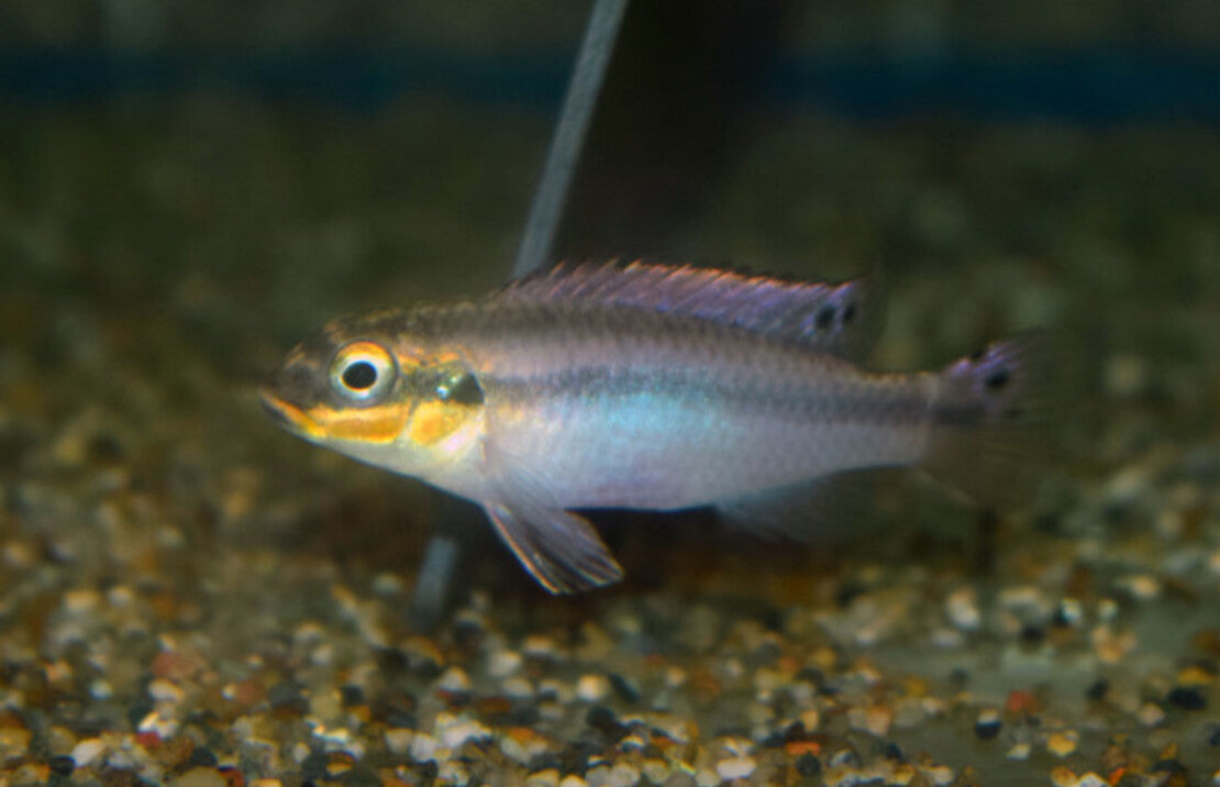 Pelvicachromis Kribensis Idenau M Kersenbuikcichlide Idenau