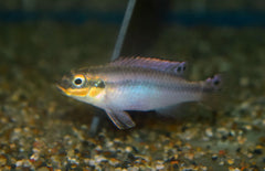 Pelvicachromis Kribensis Idenau M Kersenbuikcichlide Idenau