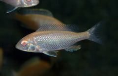 Cyrtocara Moorii Albino S Dolfijncichlide Albino