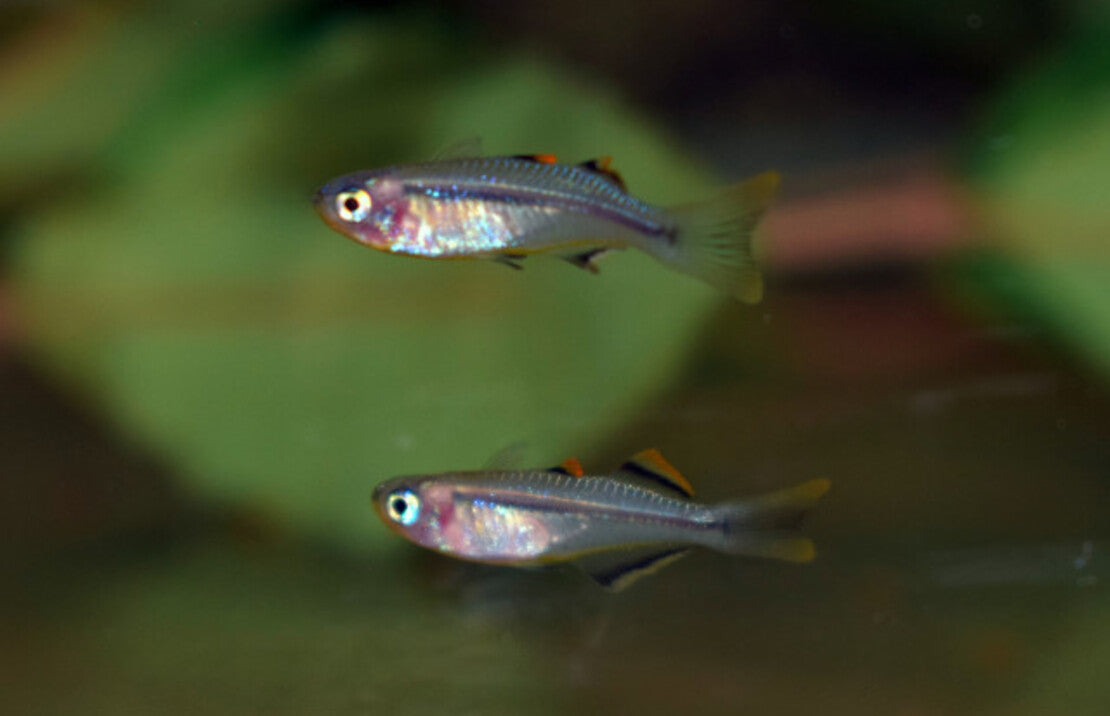 Pseudomugil connieae L. Regenboogvis Connieae