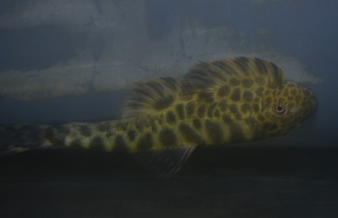 Sinogastromyzon Szechuanensis M Algeneter Szechuanensis