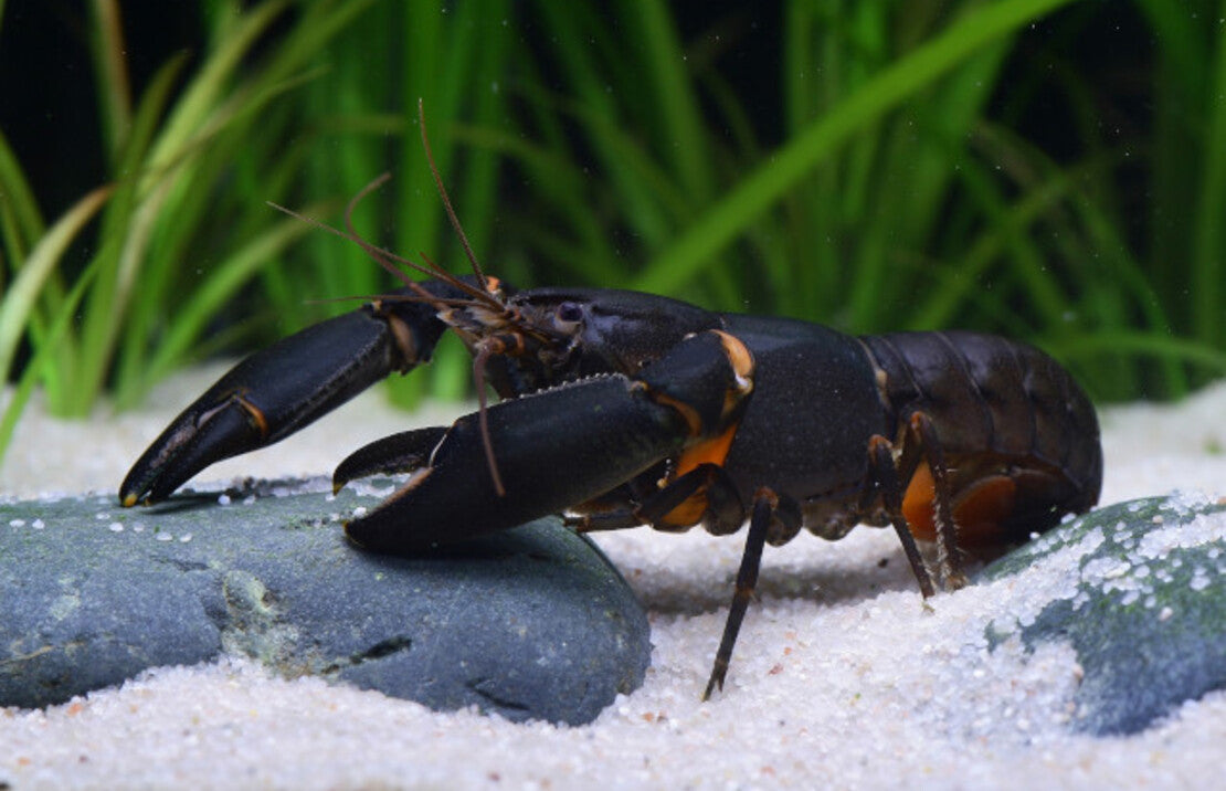 Cherax Sp. Black Scorpion M Black Scorpion Kreeft