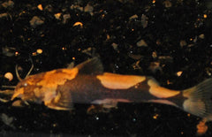 Akysis Vespa L Oranje Microhommelmeerval