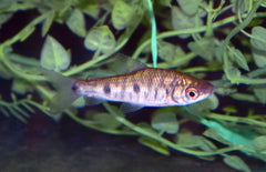 Leporinus Friderici S Drievlek Kopstaander