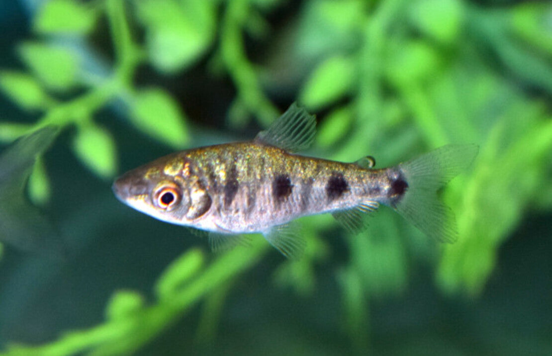 Leporinus Friderici S Drievlek Kopstaander