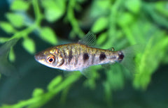 Leporinus Friderici S Drievlek Kopstaander
