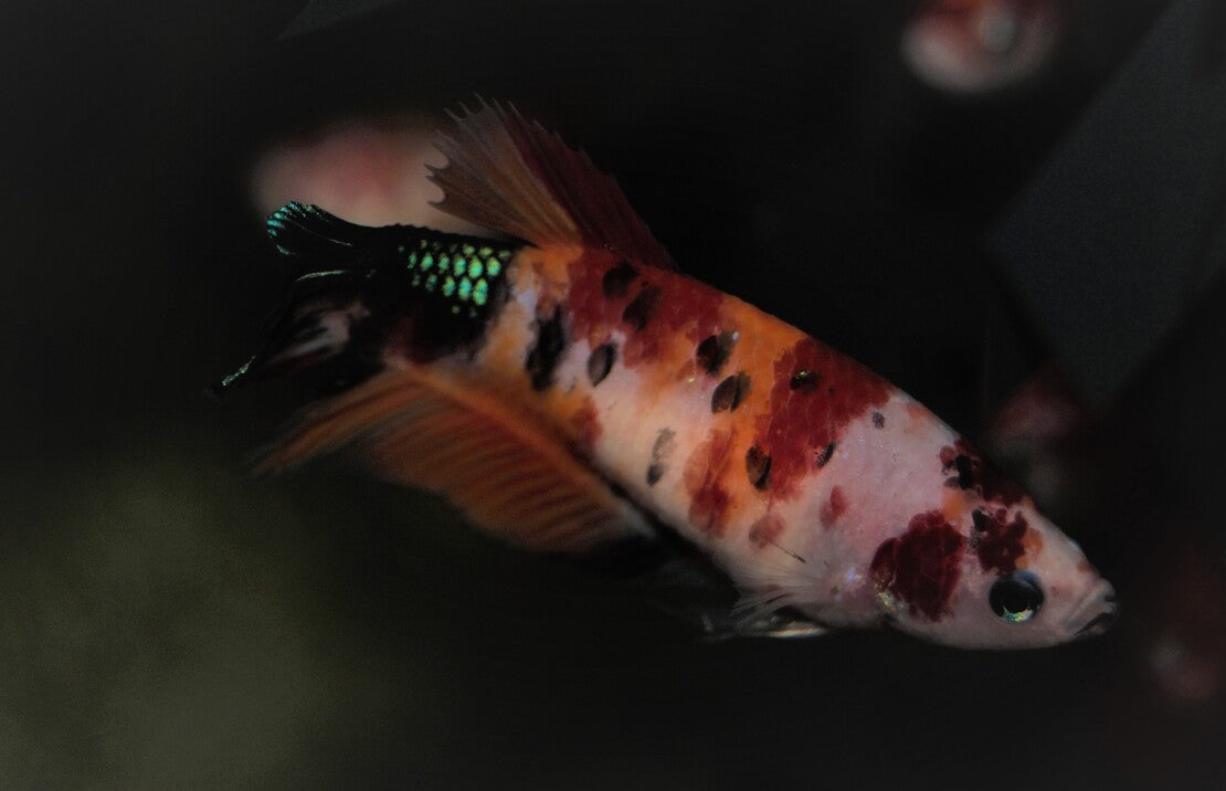 Kempvis Plakat Koi Nemo Vrouw