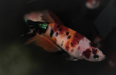 Kempvis Plakat Koi Nemo Vrouw
