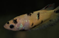 Kempvis Plakat Koi Nemo Vrouw