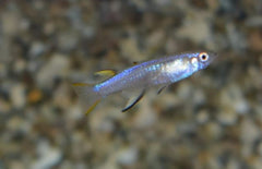 Pseudomugil Cyanodorsalis S Neon Blauwoogje