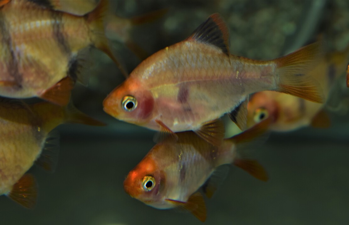 Puntigrus tetrazona Gold Blackfin M Gouden zwartvin sumatraan