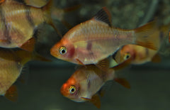 Puntigrus Tetrazona Gold Blackfin M Gouden Zwartvin Sumatraan