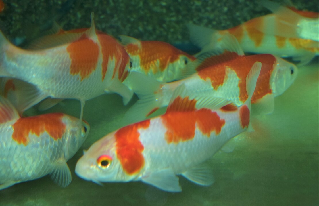 Koi karper Kohaku Asia 12-16 cm