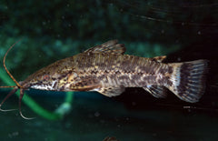Megalechis Picta M Pantsermeerval Picta