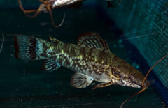 Megalechis Picta M Pantsermeerval Picta
