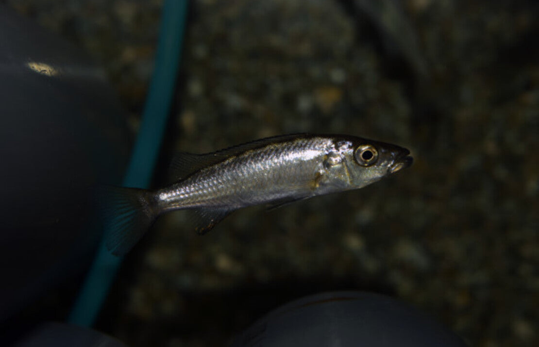 Rhamphochromis Sp. Chilingali S Malawi Cichlide Chilingali