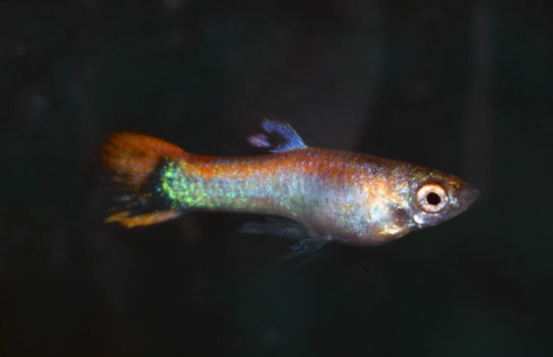 Poecilia Wingei Platinum Santa M Endler Gup Platina Santa