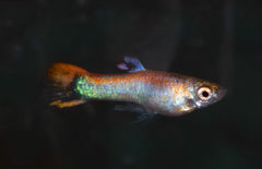 Poecilia Wingei Platinum Santa M Endler Gup Platina Santa