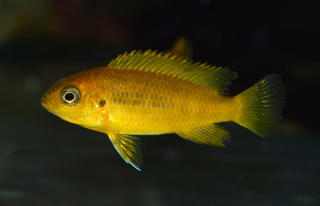 Pseudotropheus Chilumba S Gele Malawi Cichlide