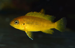 Pseudotropheus Chilumba S Gele Malawi Cichlide