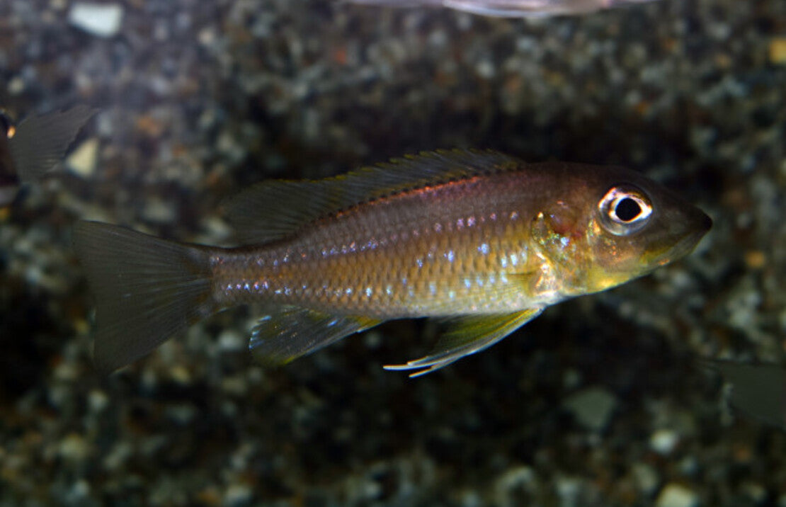 Gnathochromis Permaxillaris S-M Tanganyika Cichlide Permaxillaris