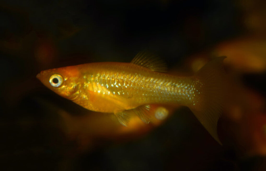 Poecilia sphenops Gold Longfin S-M Molly Goud Sluier