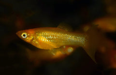 Poecilia Sphenops Gold Longfin S-M Molly Goud Sluier