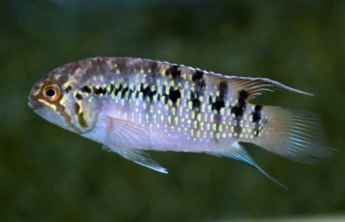 Nannacara adoketa 'Sao Gabriel' F1 M Zebra Acara