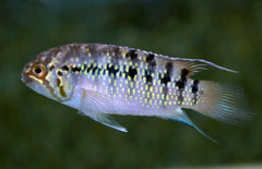 Nannacara Adoketa ''sao Gabriel'' F1 M Zebra Acara
