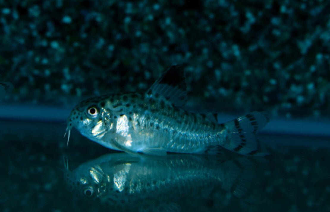 Corydoras Sp. C012  Pantsermeerval C012