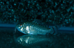Corydoras Sp. C012  Pantsermeerval C012