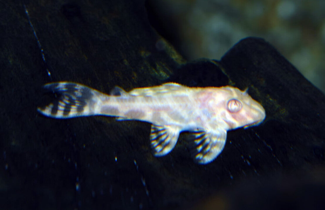 L333 Hypancistrus Sp. Albino S L333 Yellow King Tiger Albino Pleco