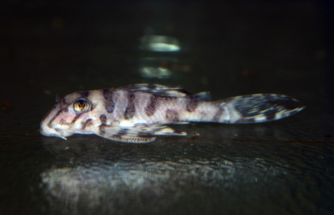 L236 Sw Hypancistrus Sp. M L236 Sw Hypancistrus